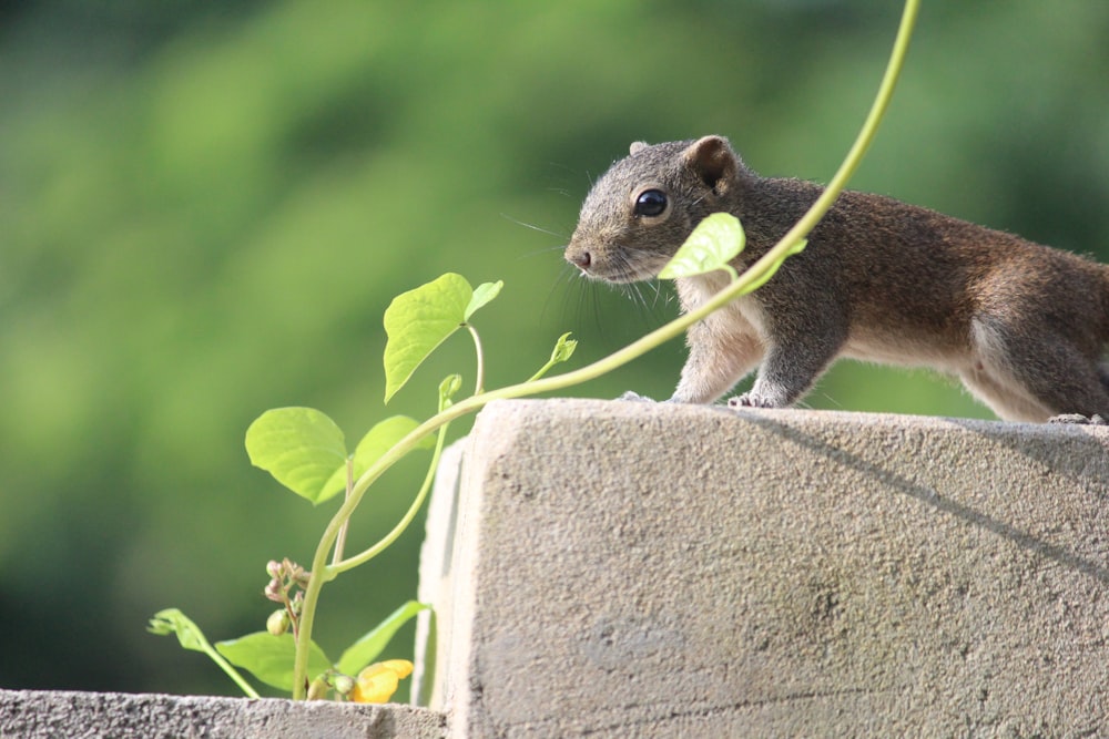 a squirrel eating a piece of food