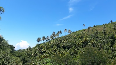 A lush green hillside densely covered with palm trees under a bright blue sky. The landscape presents a tranquil, tropical setting with vibrant greenery.