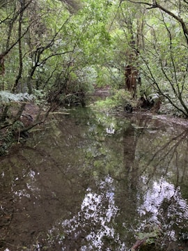 A tranquil forest scene with lush greenery.