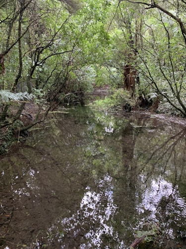 A tranquil forest scene features a still, reflective body of water surrounded by lush, green foliage and tall trees with dense canopies.
