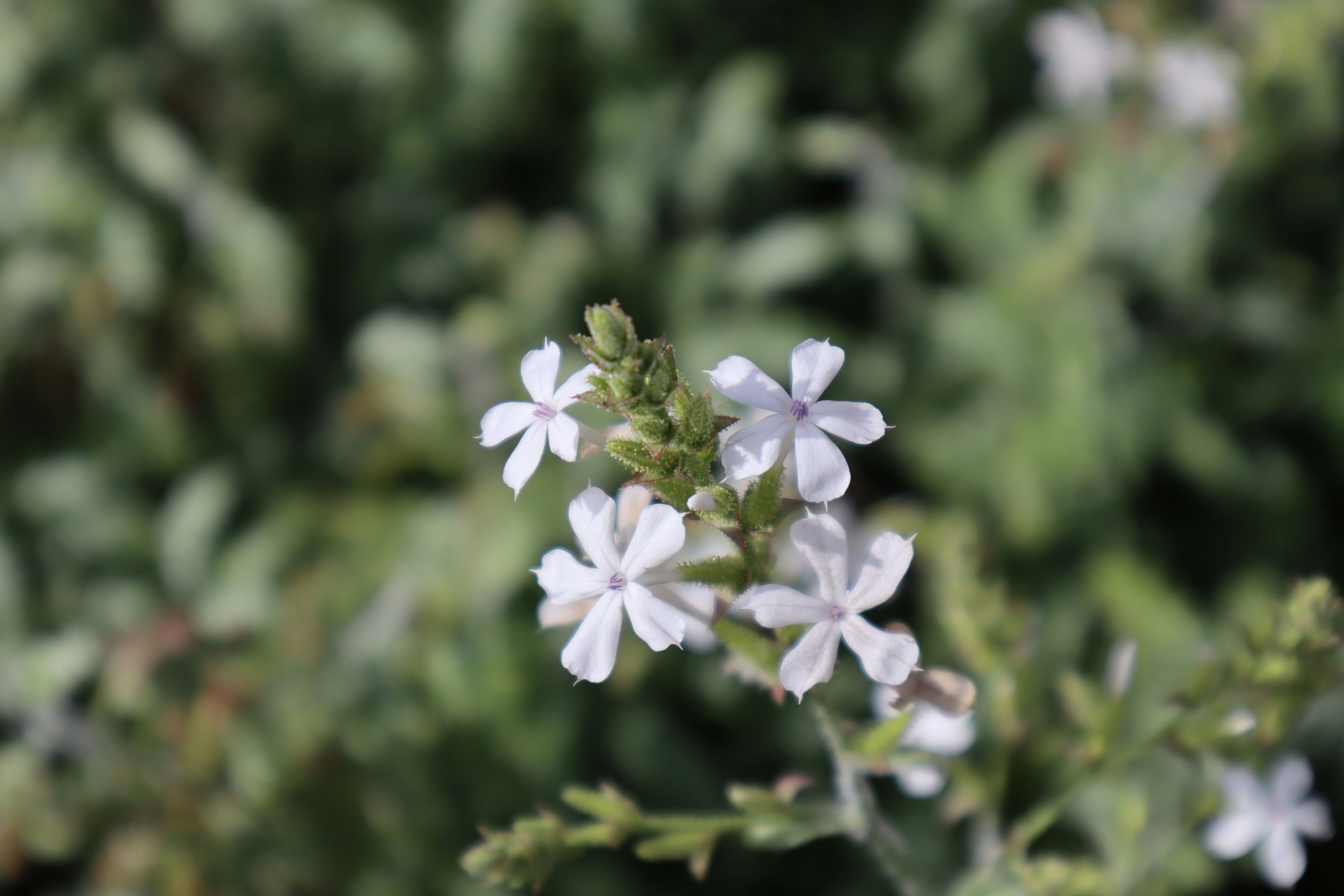 Photo by _allieastorga_