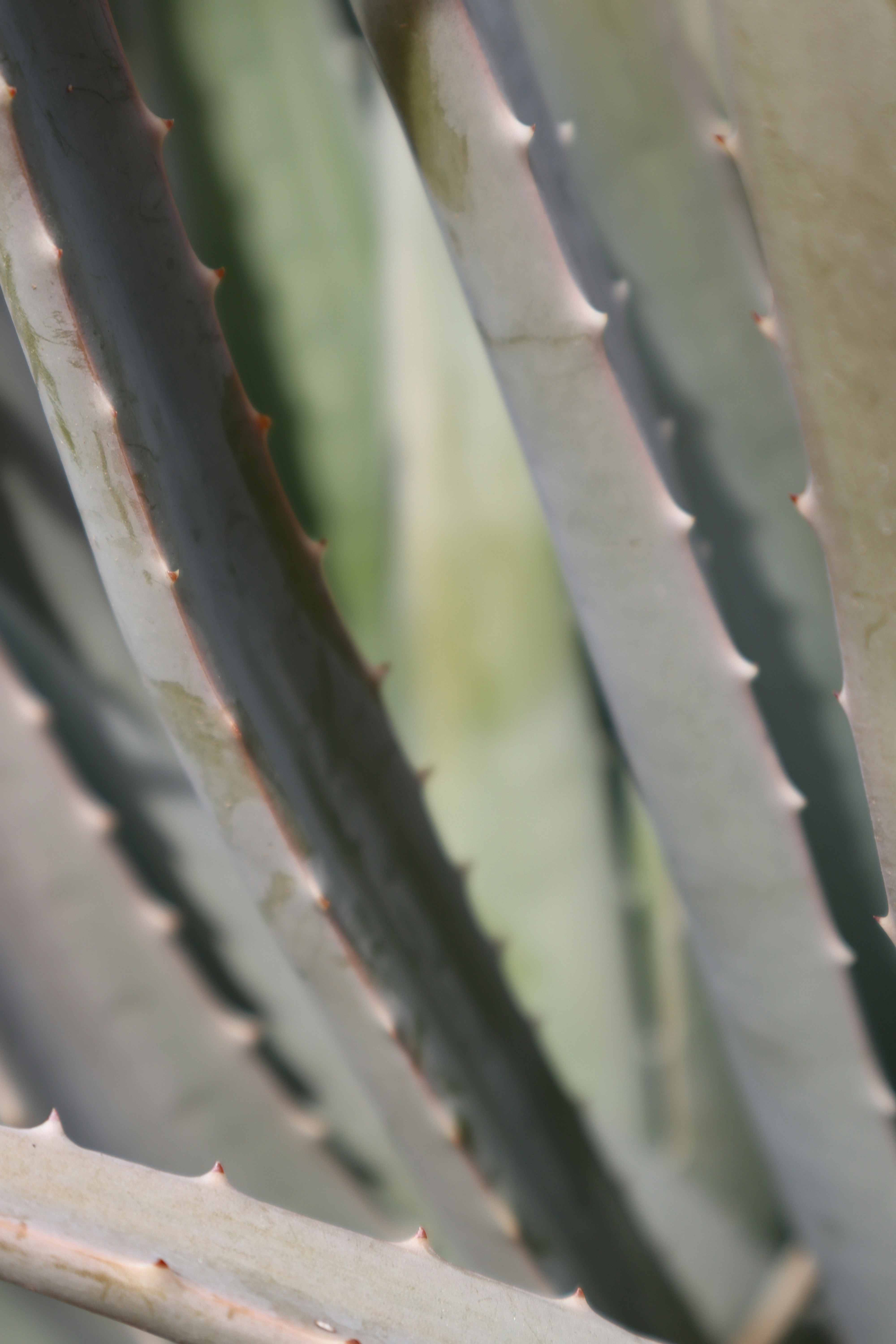 Photo by _allieastorga_