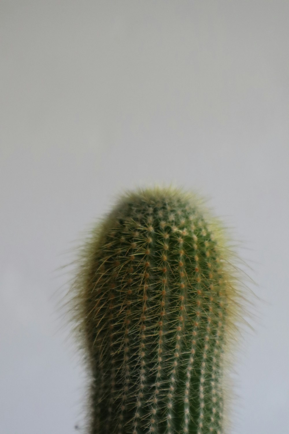a close up of a cactus