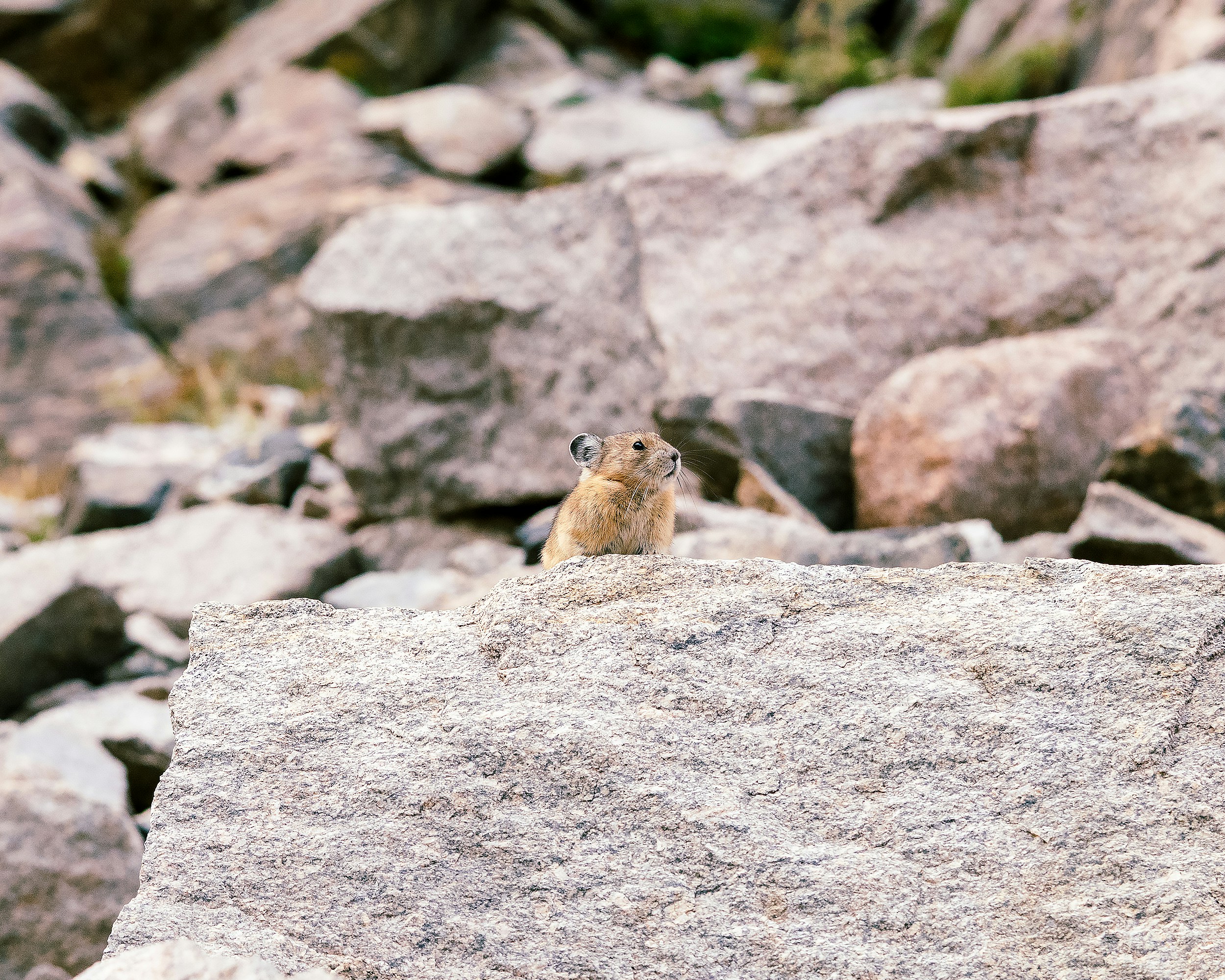 A small animal on a rock photo – Free Rocky Image on Unsplash