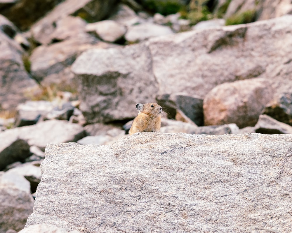 a small animal on a rock