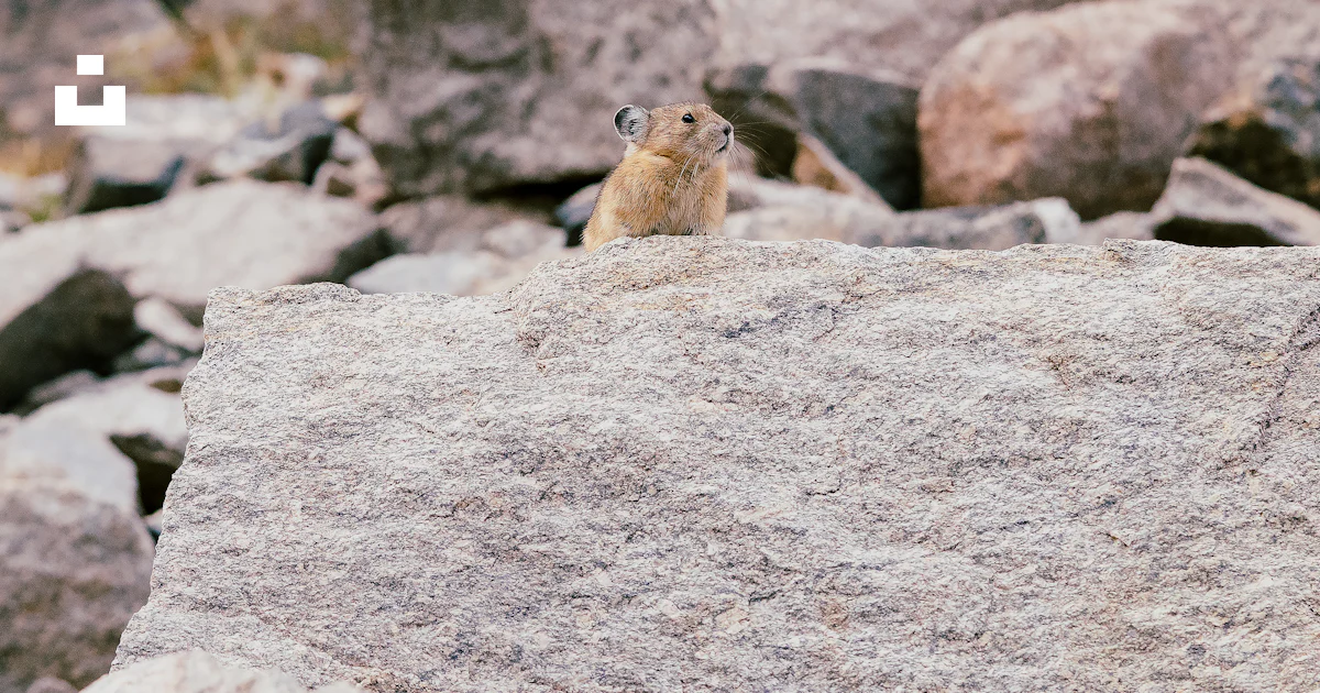 Animals Move Rocks A small animal on a rock photo β Free Rocky Image on Unsplash