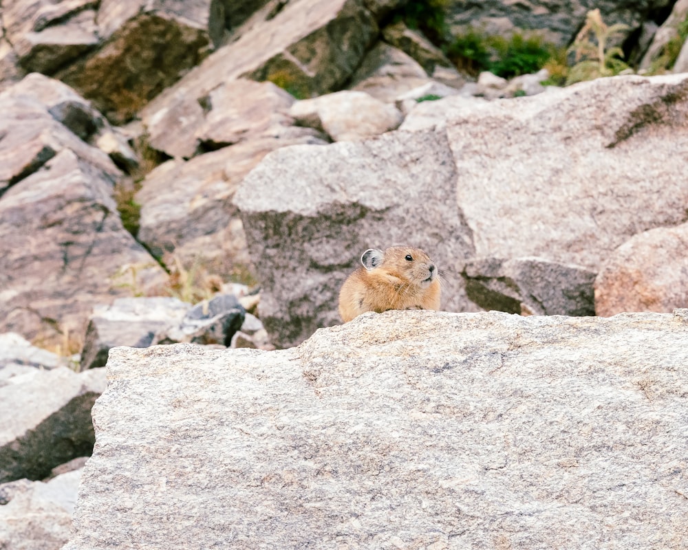 a small animal on a rock