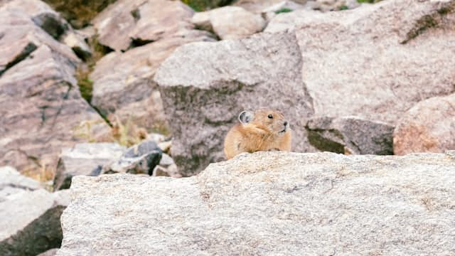 Pika