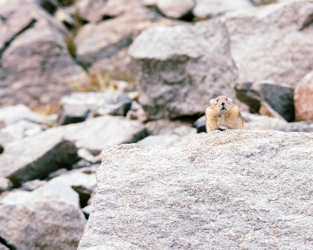 a seal on a rock