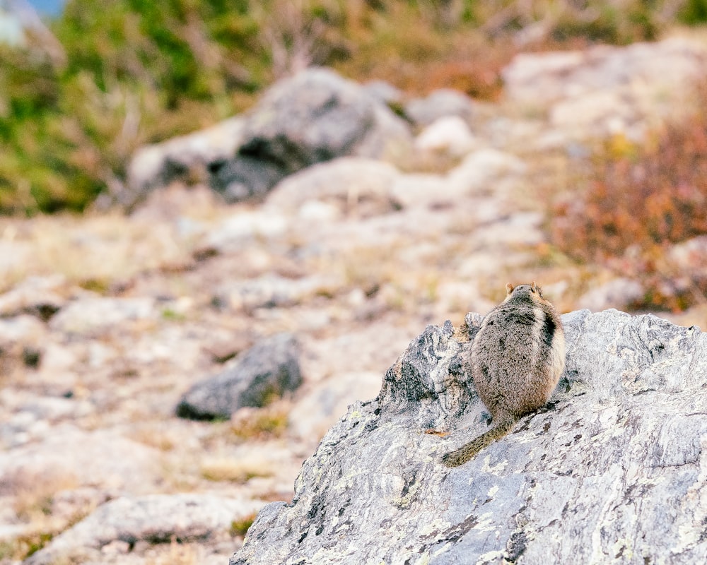 a small bird on a rock