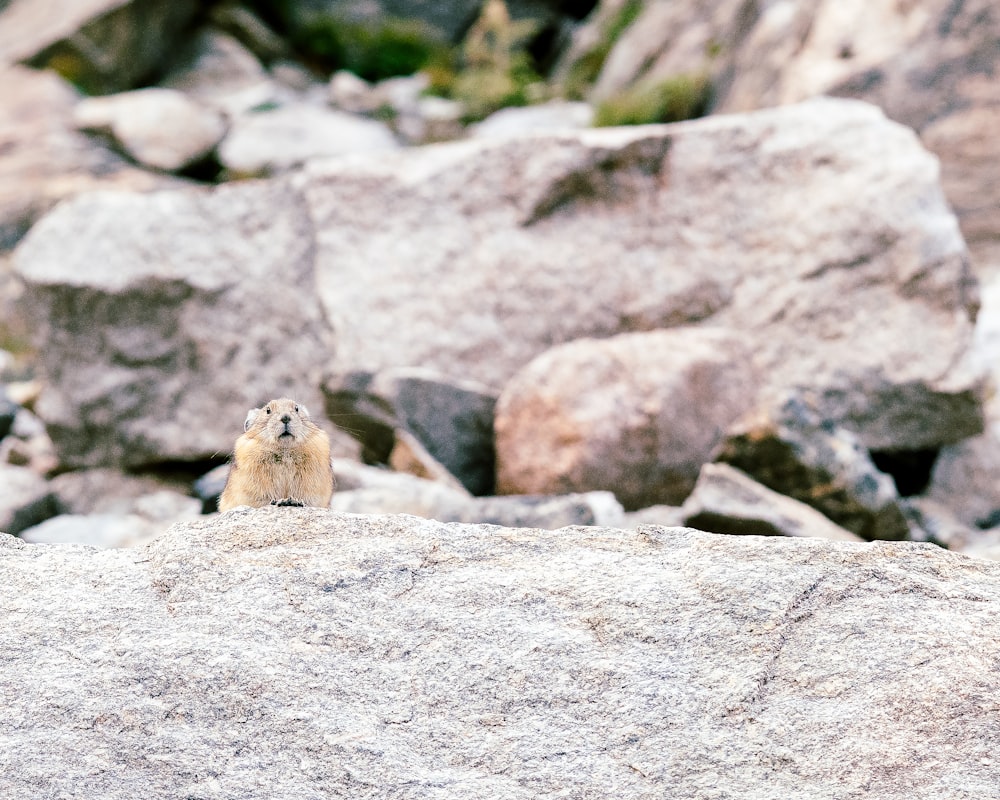 a seal on a rock