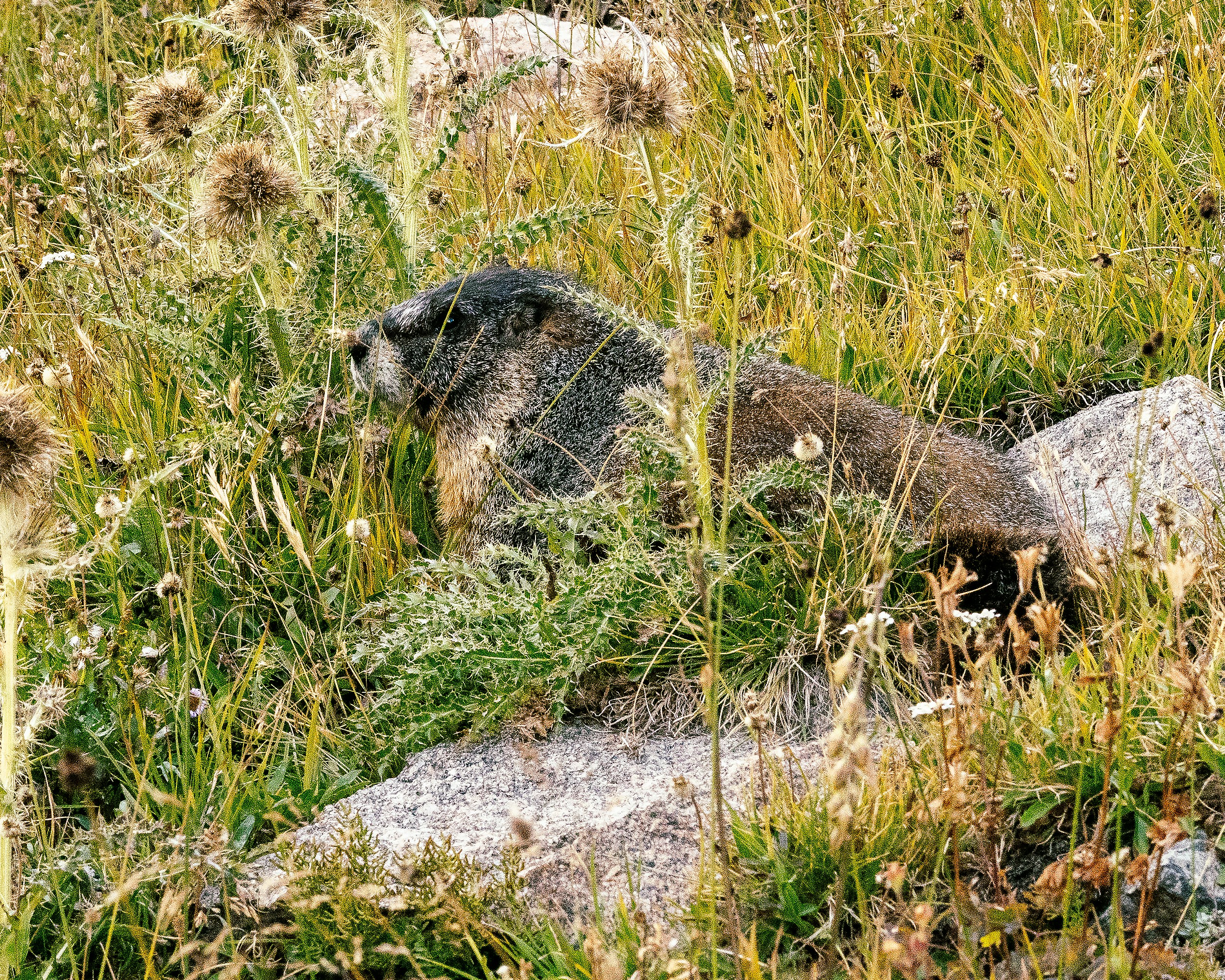 A groundhog or marmot eating some grass - photographed at the Alpine Tundra in Colorado at Rocky Mountain National Park.