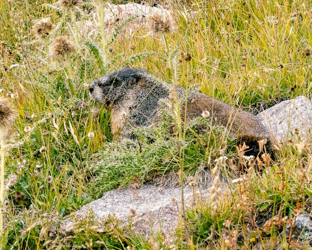 a furry animal in a grassy area