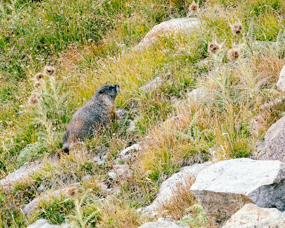 a small animal on a rocky hill