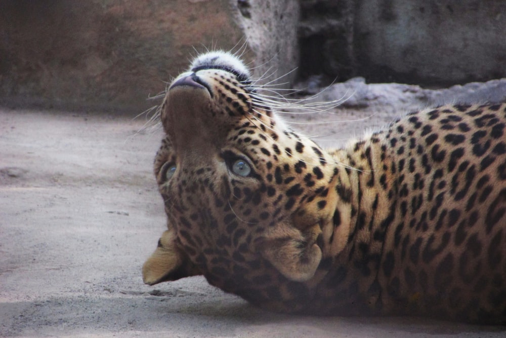 a leopard lying down