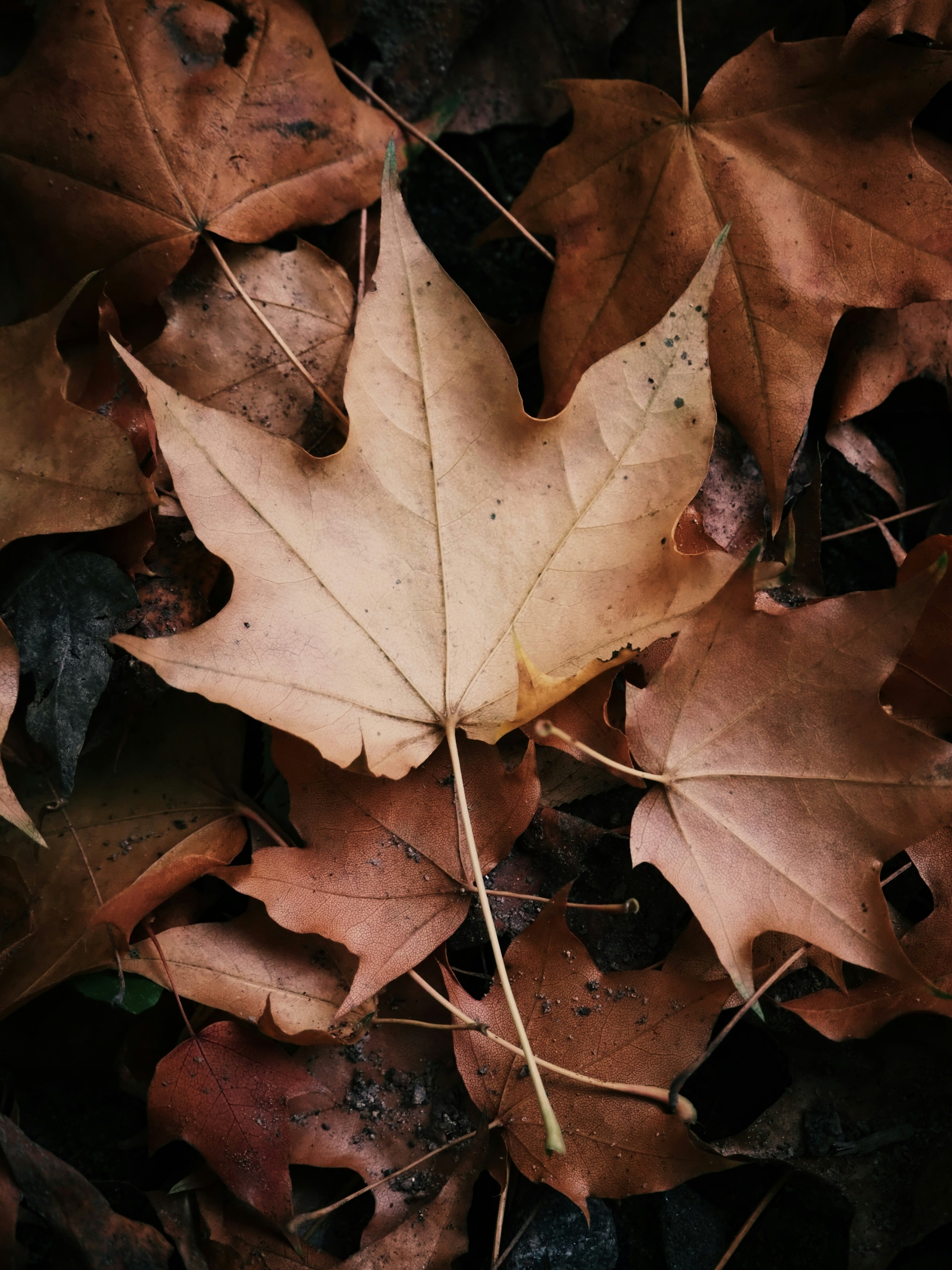 Photo by trofimova_photographer