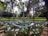A landscaped garden features an ornate lamppost in the center, surrounded by a circular water feature. The garden is lush with green trees and plants, alongside a neatly arranged border of white blooming flowers.