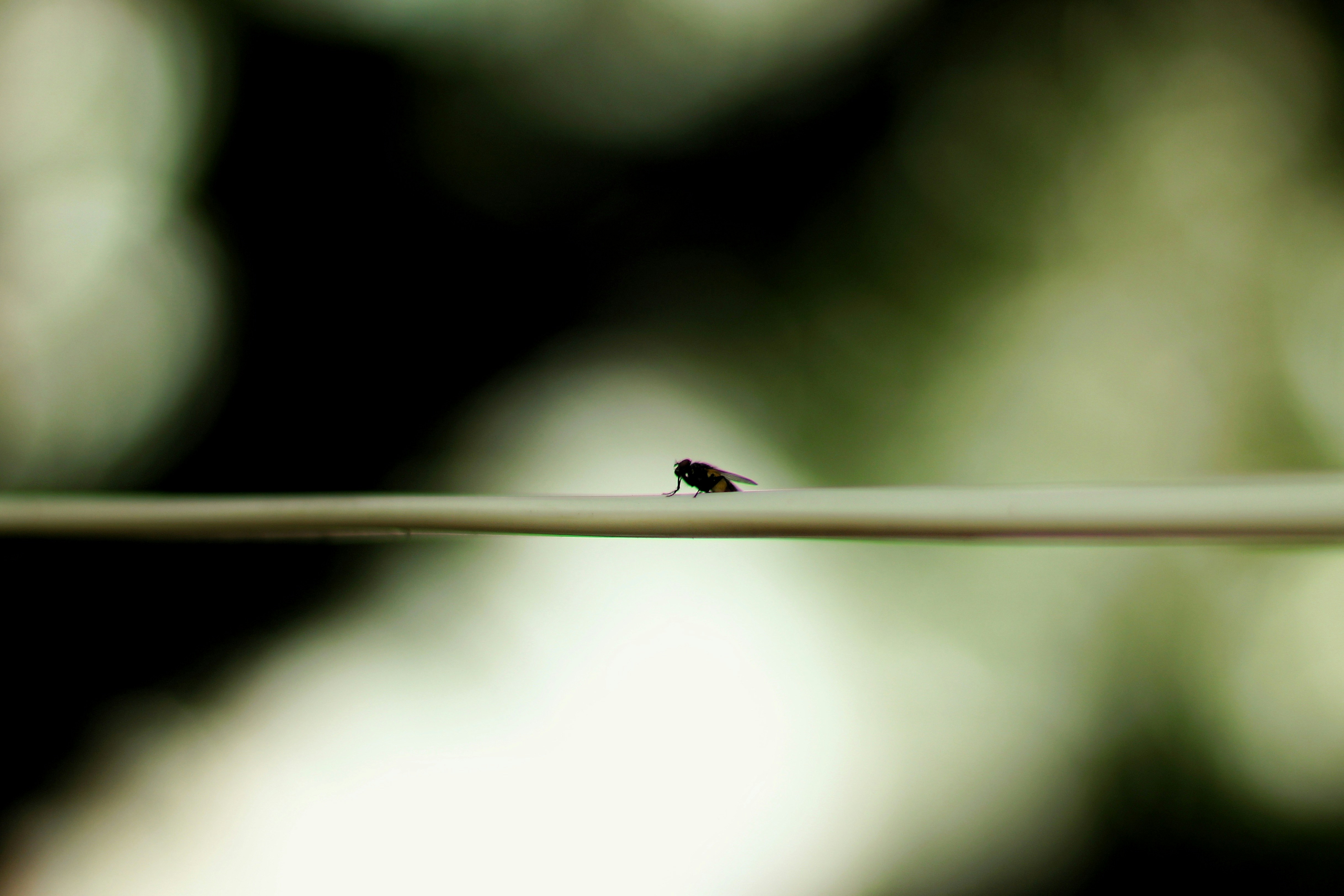 a bird sitting on a wire