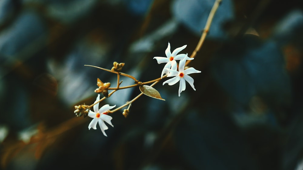 a close up of a flower