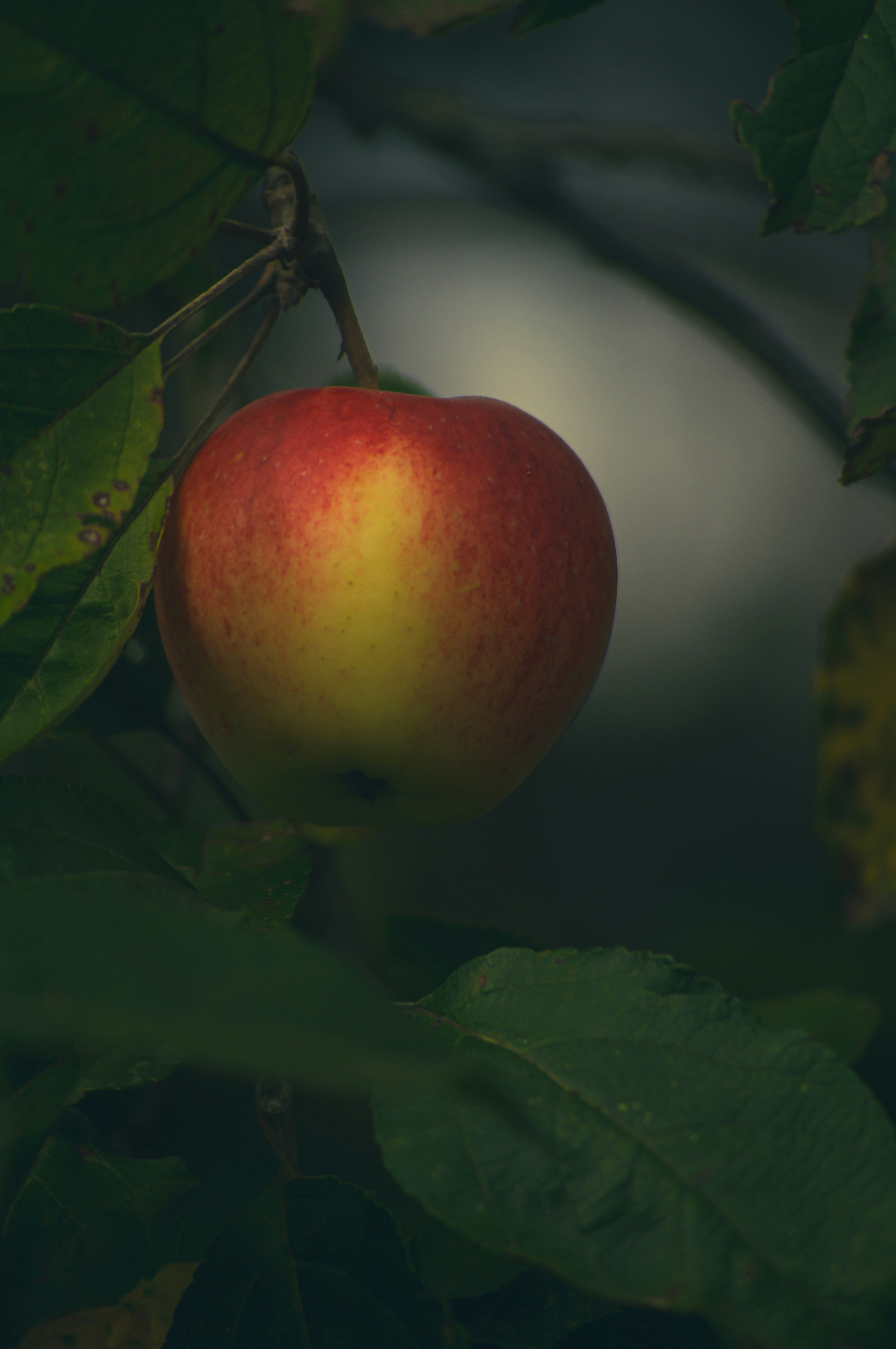 photo-1664520725256-6f94ac677d81