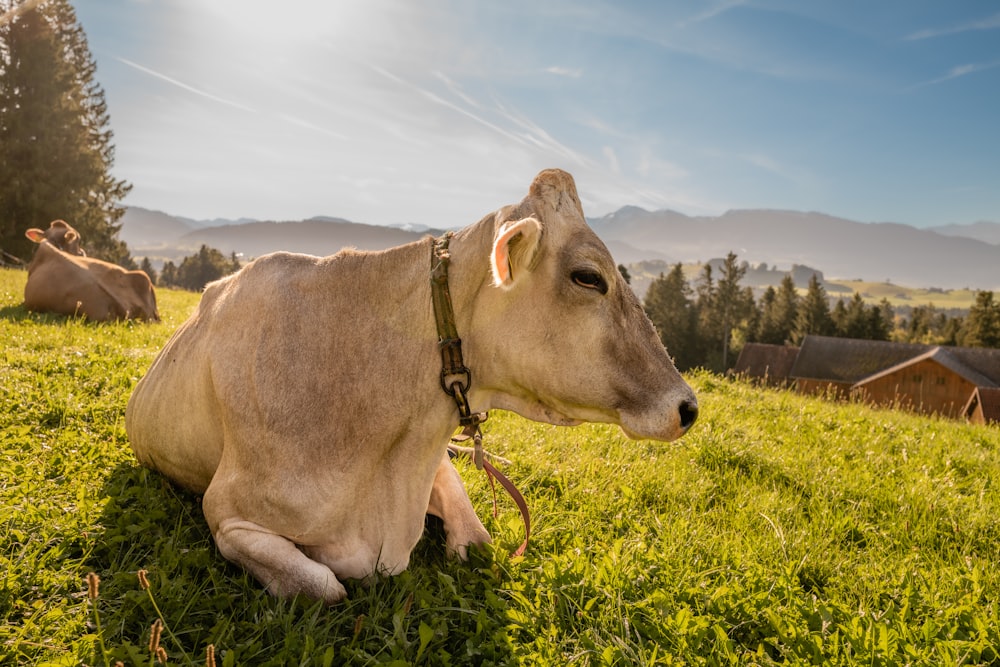 a brown and white cow lying on top of a grass covered field