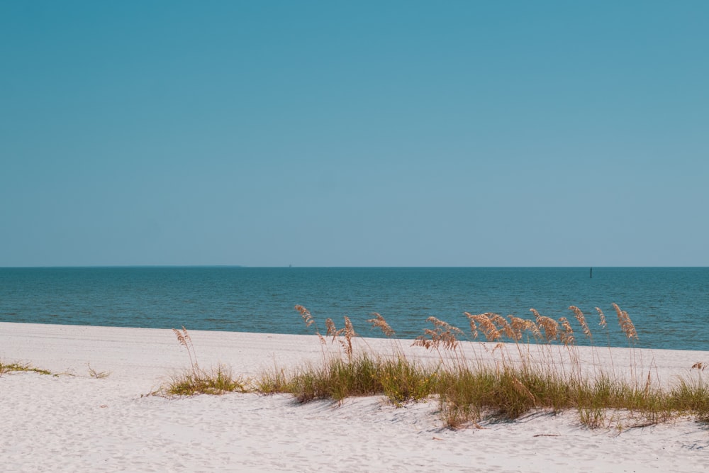 a beach with sand and plants