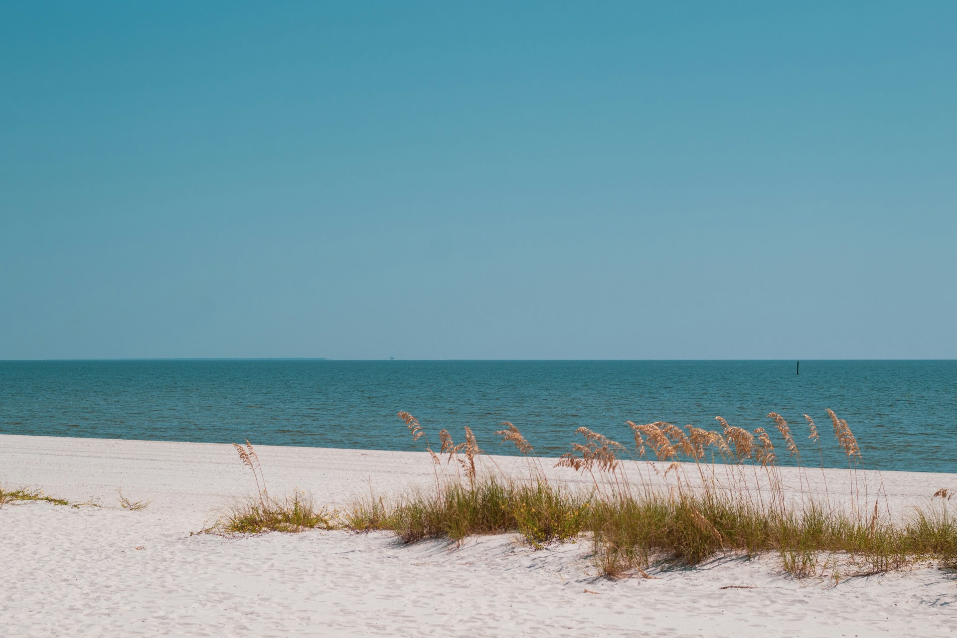 a beach with sand and plants