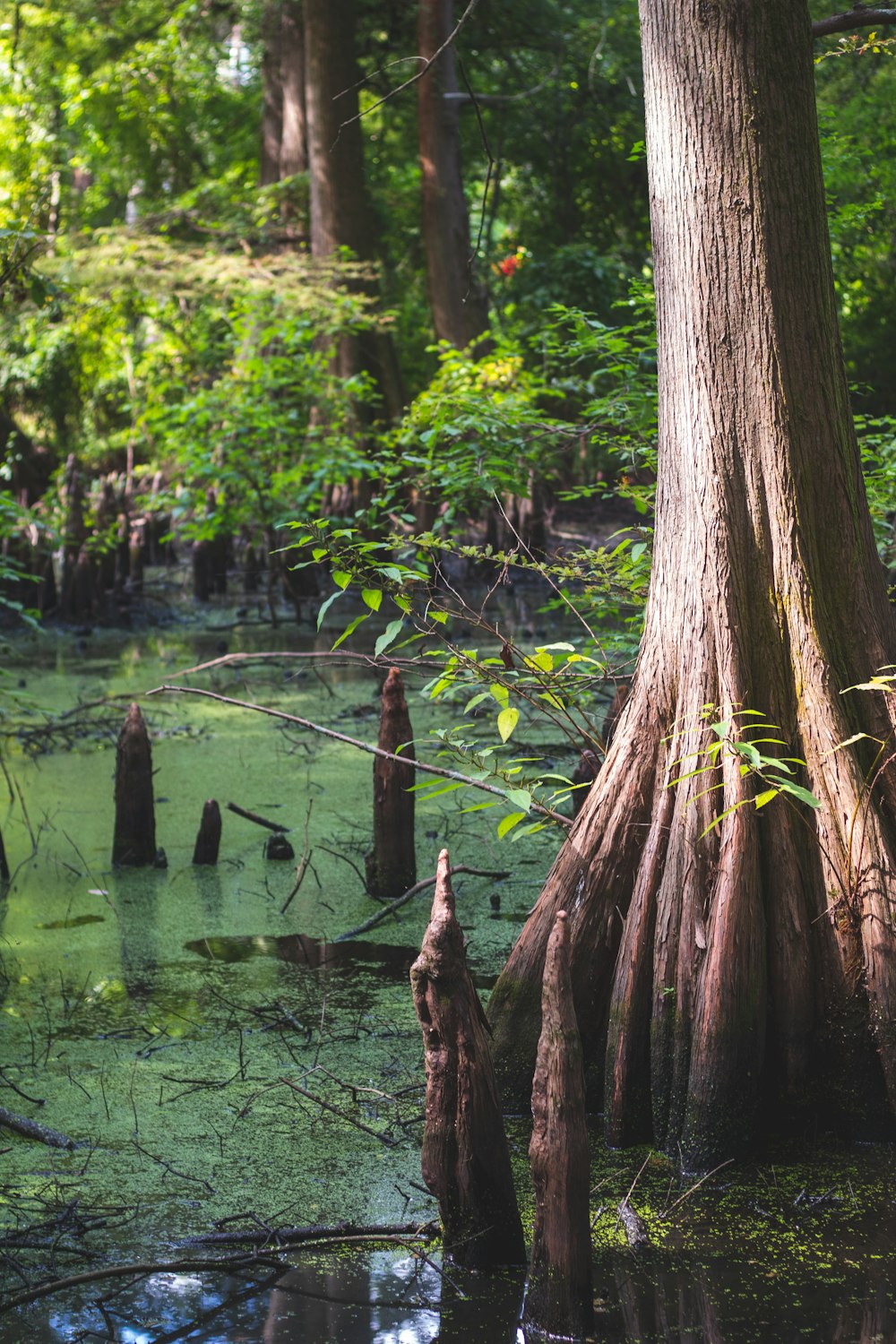 a body of water with trees around it