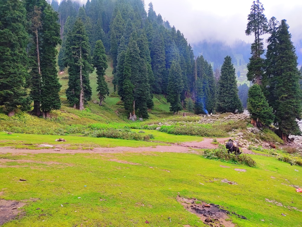 a grassy field with trees and mountains in the background