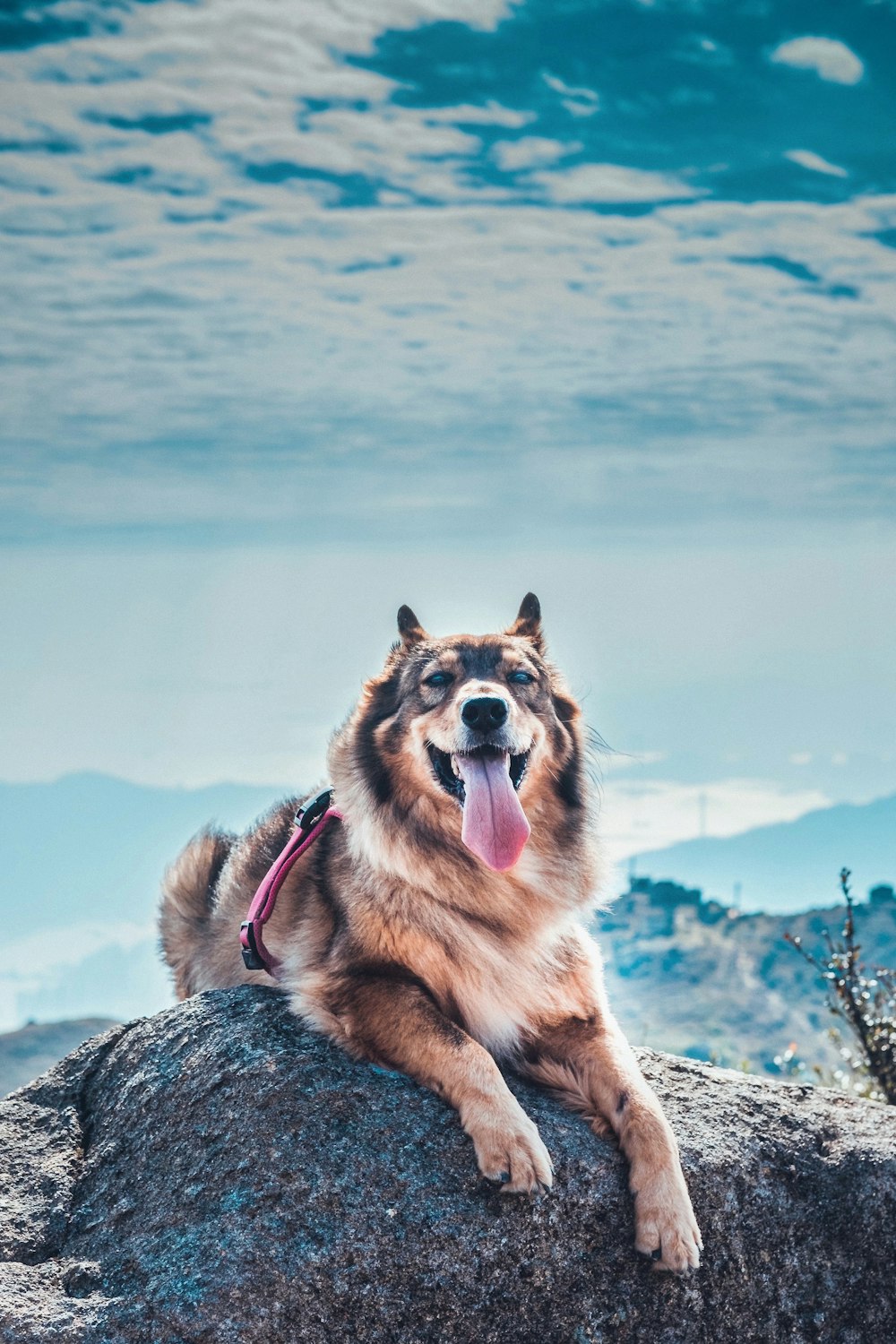 a dog lying on a rock