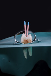 A dental setting featuring a tooth model with two endodontic files inserted into it. The tooth is held in place by a dental clamp positioned over a rubber dam, which is used to isolate the area during dental procedures. The background is dark to emphasize the dental equipment in the foreground.