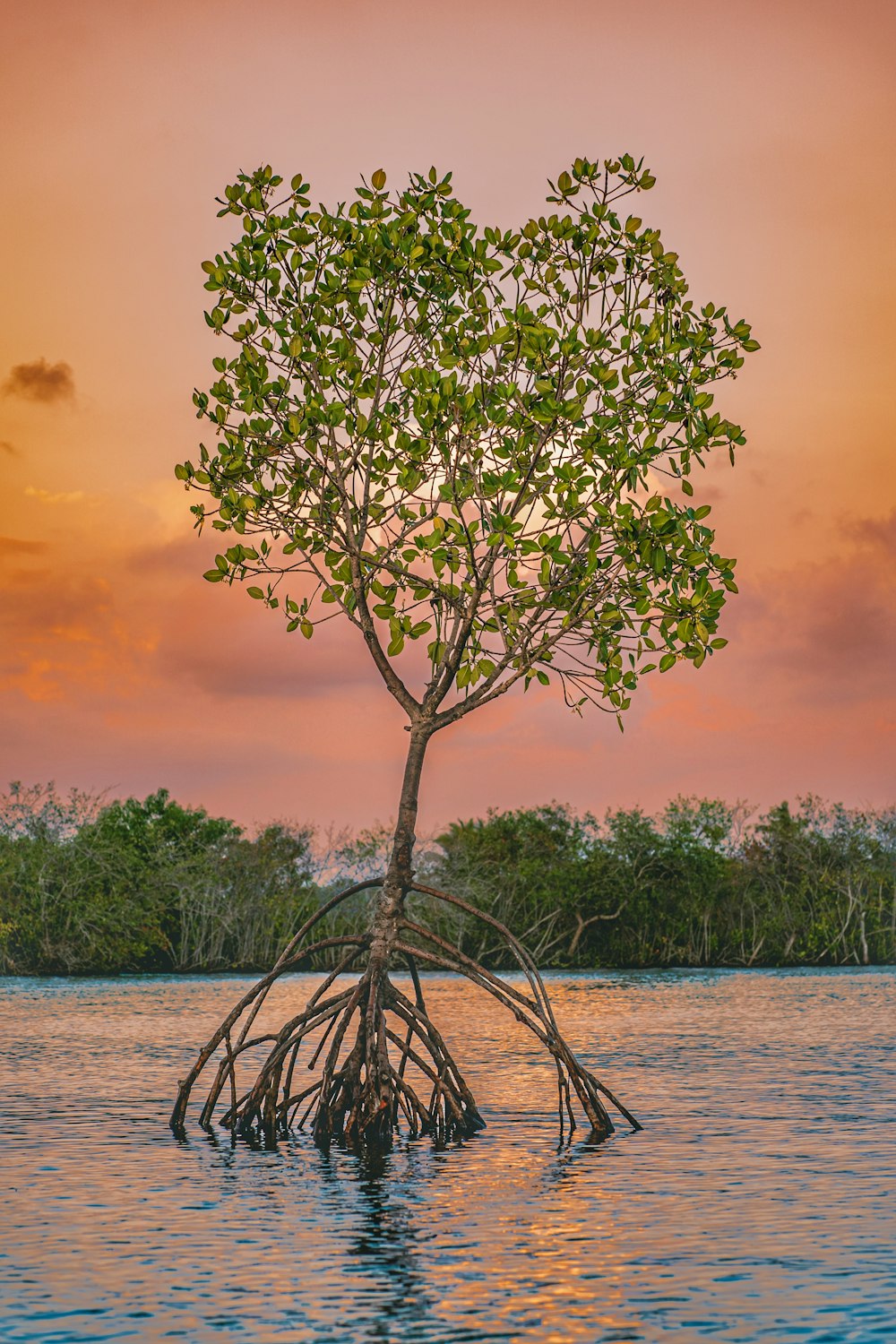 a tree in a body of water