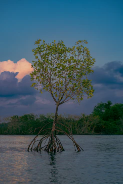 a tree in a body of water