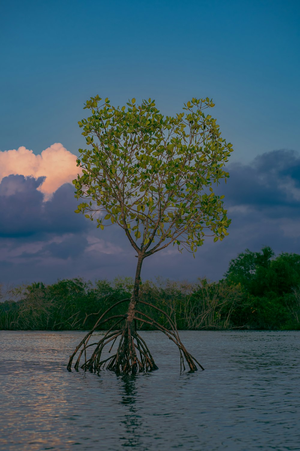 a tree in a body of water