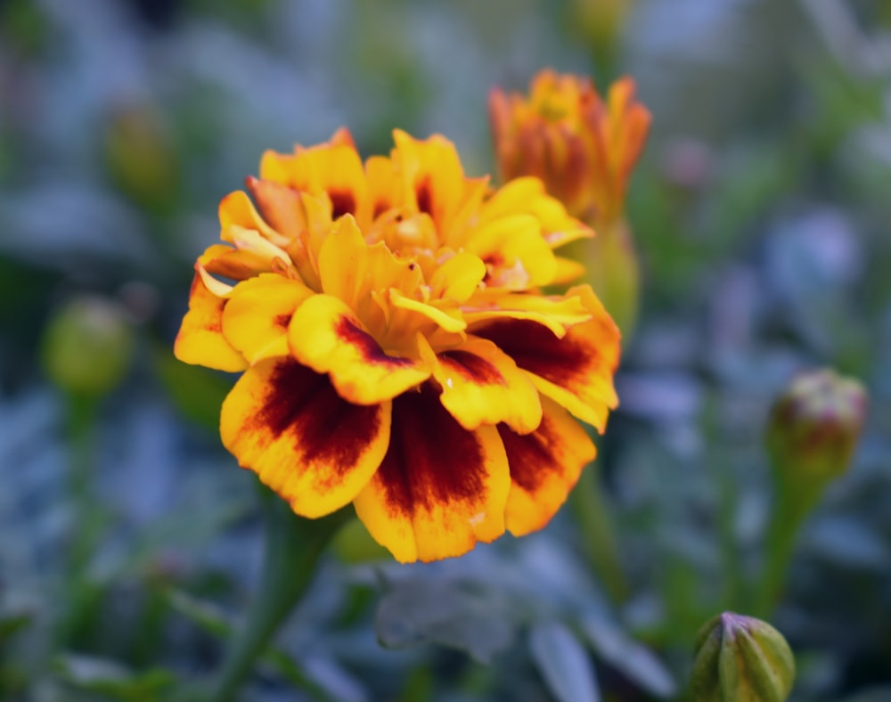 a close up of a flower