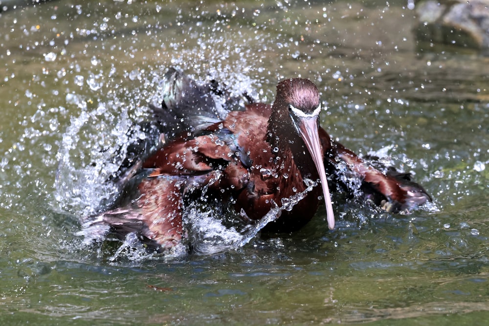 Un gruppo di ippopotami nell'acqua