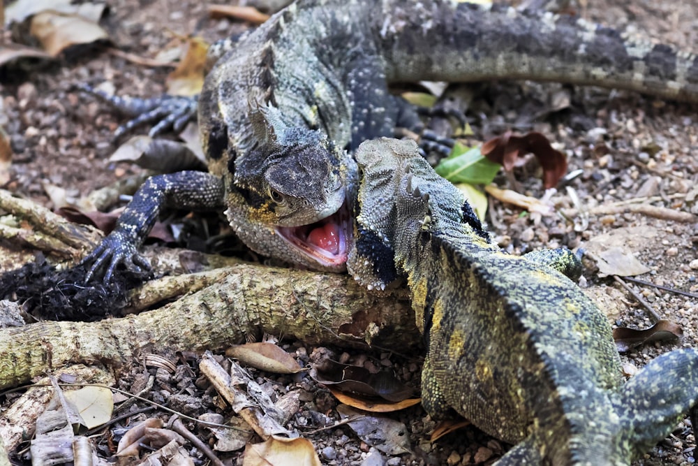 a snake with its mouth open