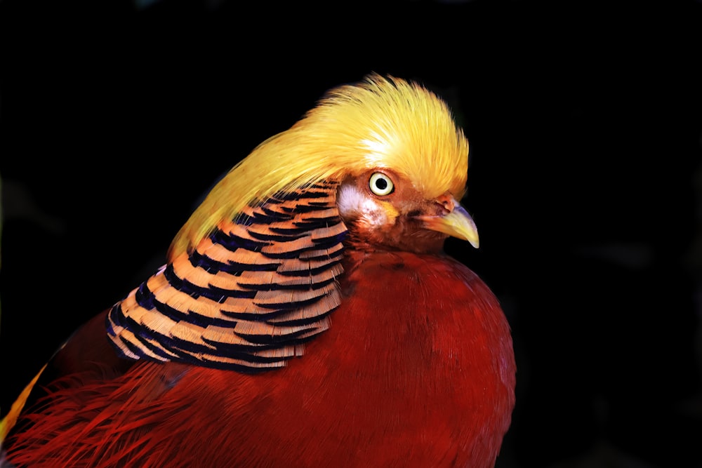 un oiseau à tête jaune