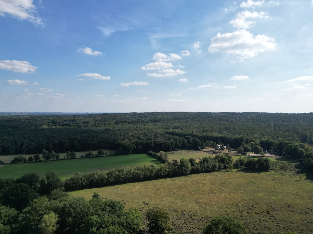 a landscape with trees and grass