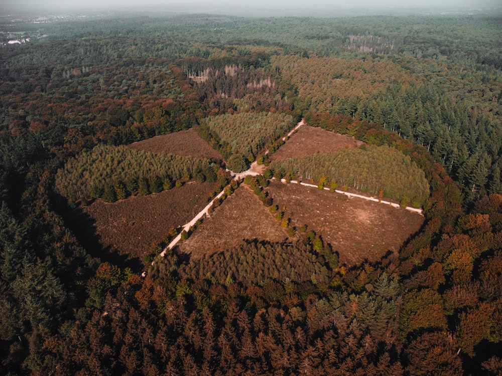 a winding road through a forest