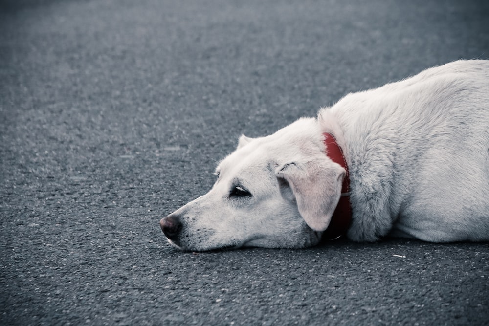 a dog lying on the ground