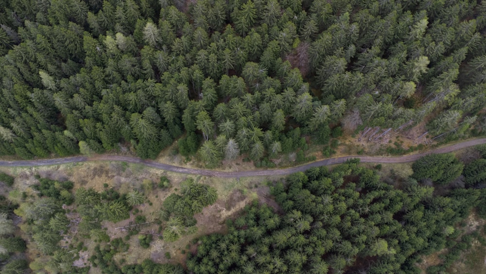 a road through a forest