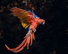 a bird flying in the air