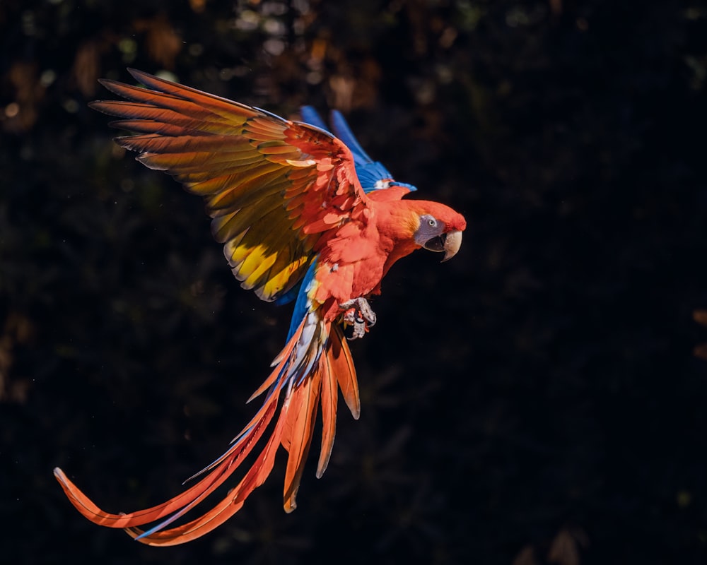 a bird flying in the air