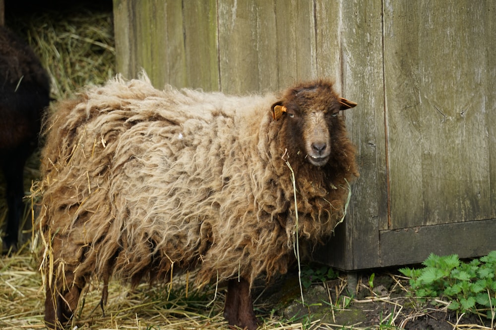 a sheep with a rope around its neck