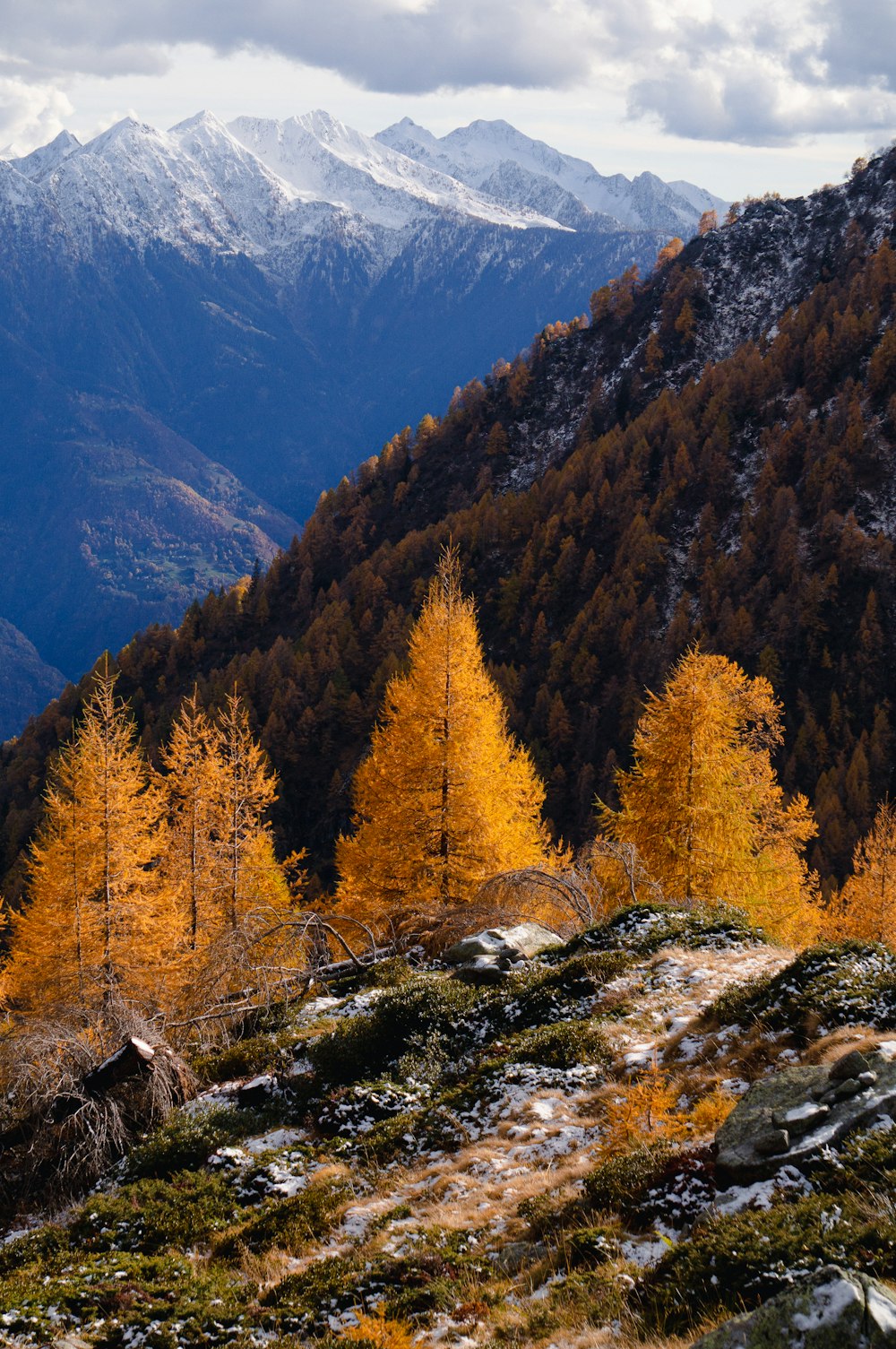 a mountain with trees on it