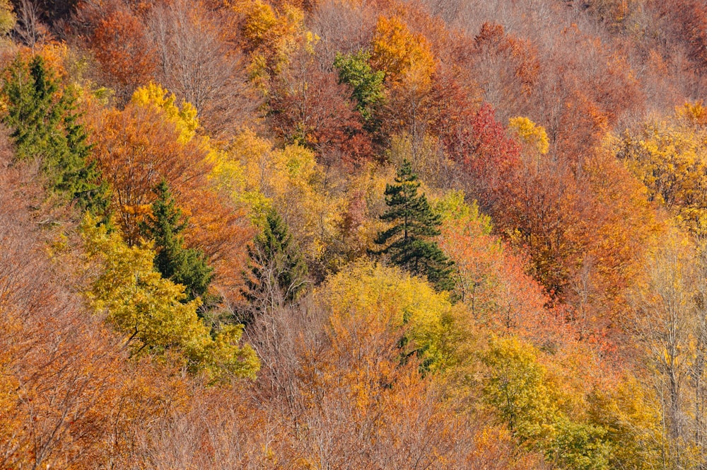 a forest of trees