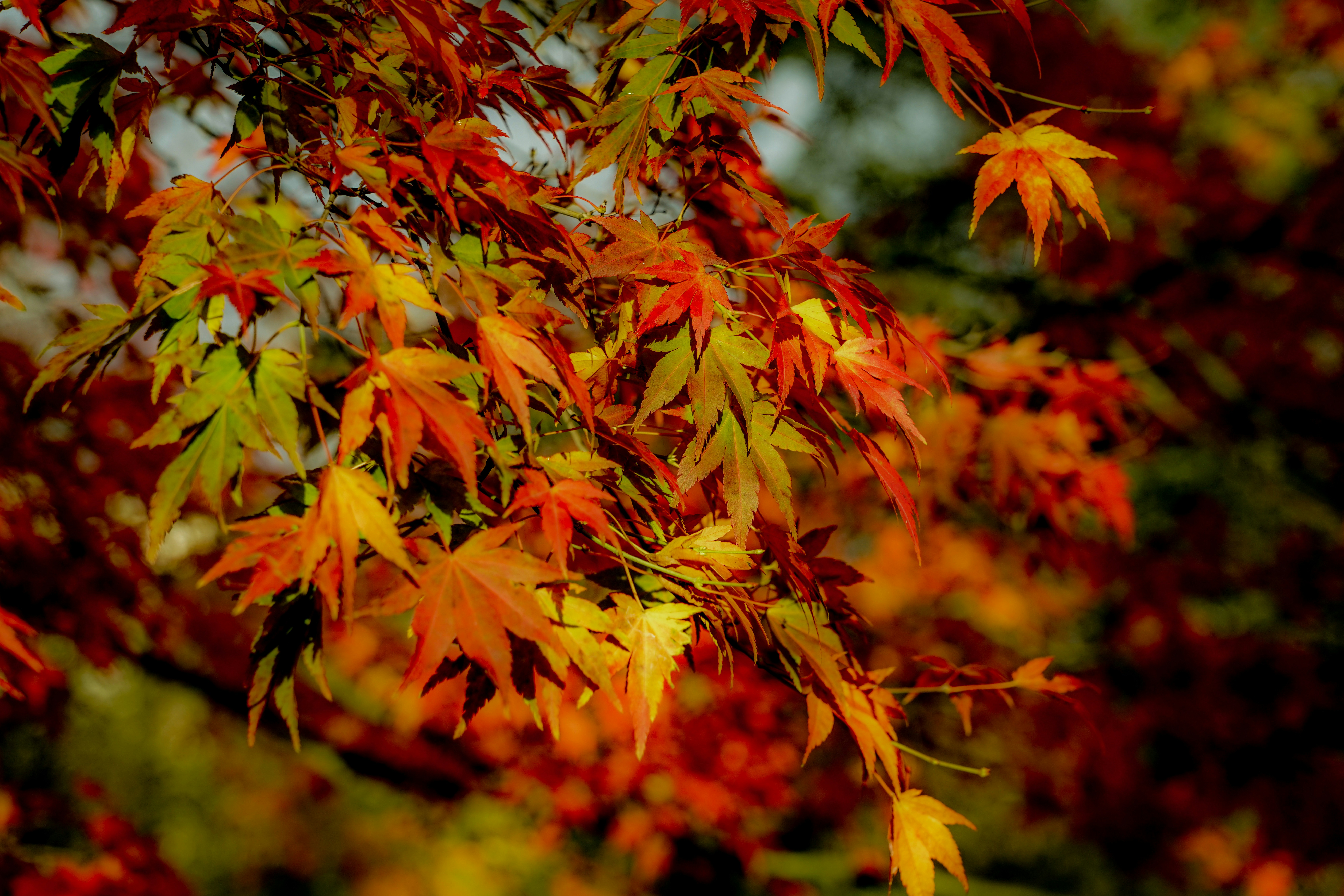 Photo by hooverpaul55