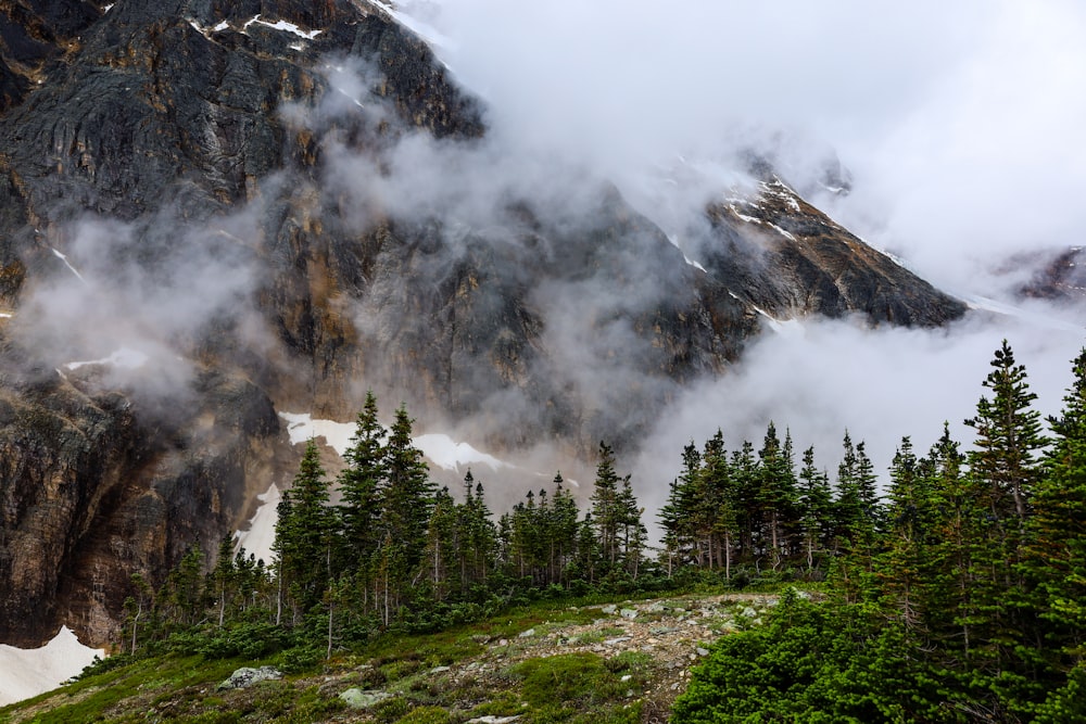 a forest of trees and mountains