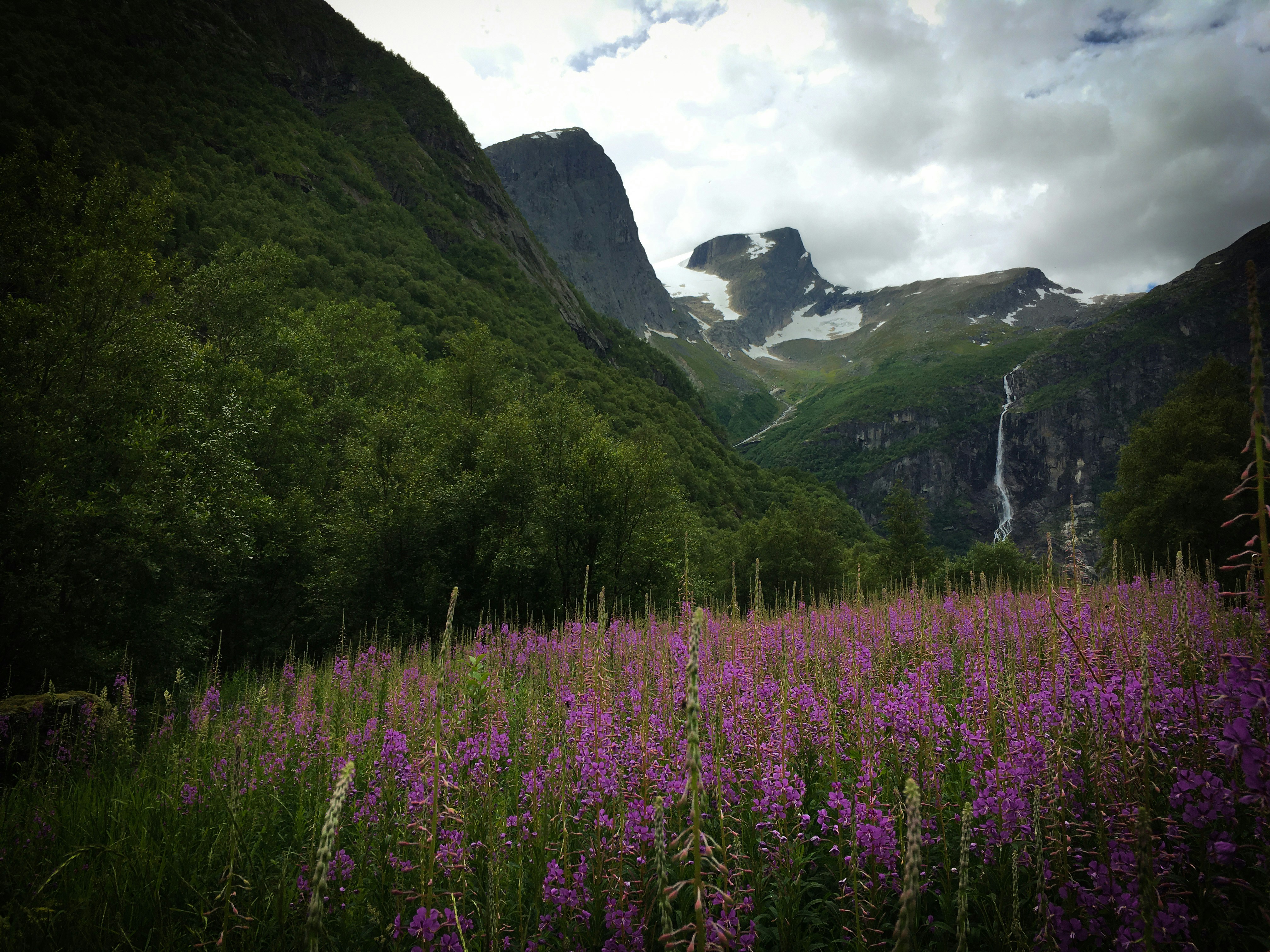 Field of purple flowers with mountains and waterfall